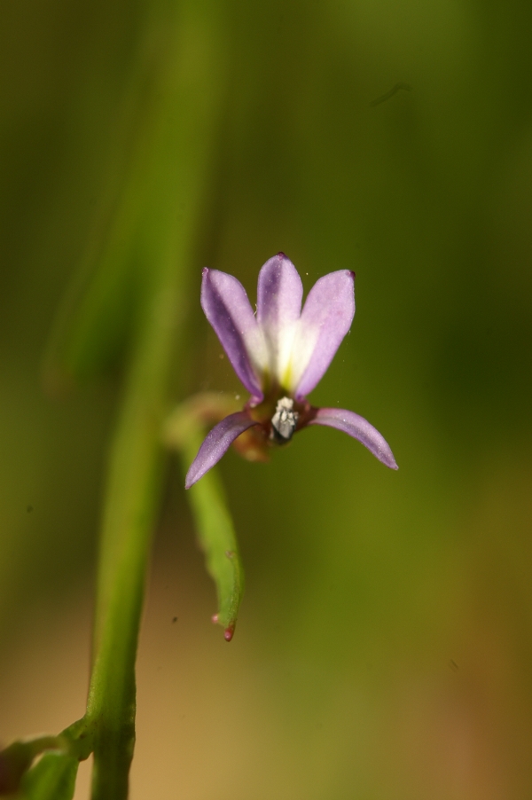Lobelia anceps